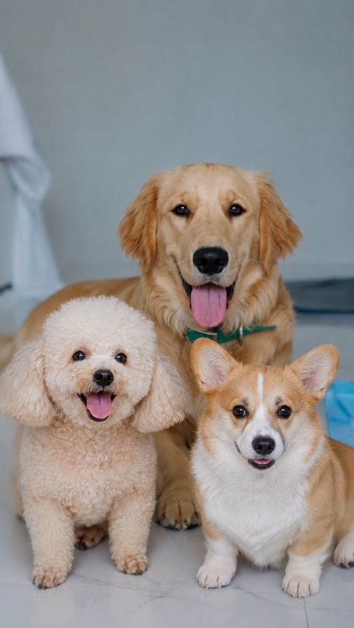 Ba chú chó khoẻ mạnh, vui vẻ bên nhau